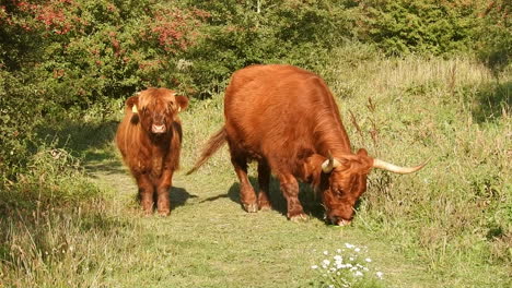 Scottish-highland-cattle,-walking-on-grass-path-in-natural-environment-during-sunshine-day