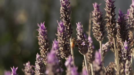 Honigbiene-Sammelt-An-Einem-Windigen-Tag-Süßen-Nektar-Auf-Der-Lavendelblüte