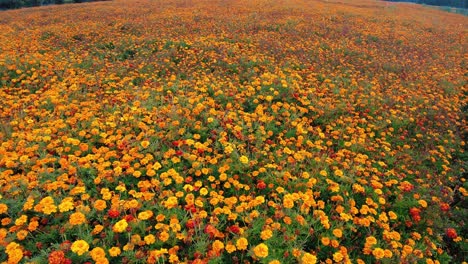 Jib-slowly-going-up-to-top-shot-of-orange-marigold-flower-garden-nursery-summer