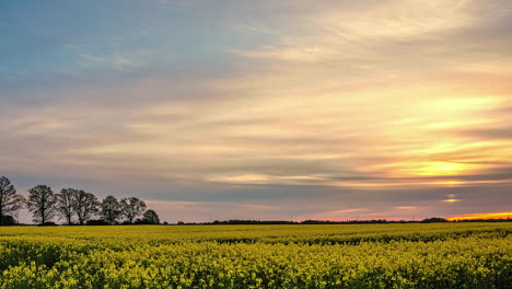 Dolly-out-revealing-rapeseed-flower-field-at-sunset