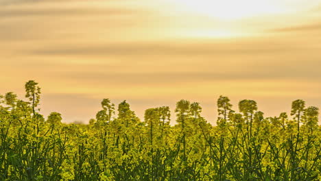 Zeitraffer-Der-Ölsaatenpflanze-In-Einem-Wolkigen-Gelben-Sonnenuntergang