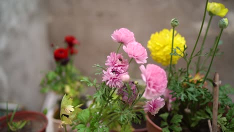 Variety-Of-Carnation-Flowers-In-The-Garden