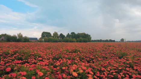 Dolly-tracking-shot-meadows-marigold-orange-flower-garden-nursery-Netherlands