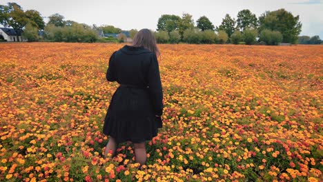 Back-of-woman-in-dress-stands-in-marigold-flower-field-looks-down-up-and-around