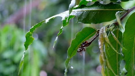 Das-Grüne-Blatt-Einer-Pflanze-Mit-Wassertropfen-Bei-Regenguss-In-Einem-Tropischen-Garten,-Nahaufnahme-Von-Pflanzen-Und-Regentropfen