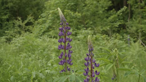 Man's-Finger-Pointed-And-Touched-The-Petal-Of-Large-leaved-Lupine-In-The-Meadow