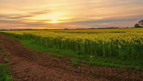 Static-shot-of-rural-field-of-rapeseed-yellow-plant-in-an-incredible-sunset