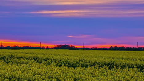 Static-video-of-a-field-of-oilseed-plants-under-a-calm-reddish-and-purple-sunset-without-people