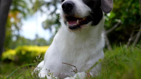 Playful-happy-dog-is-laying-in-the-grass-and-observing-surroundings