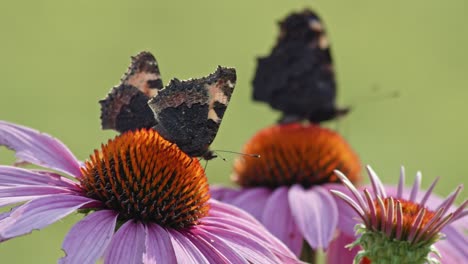 Hermosas-Mariposas-Pequeñas-De-Carey-Alimentando-Néctar-En-Coneflower