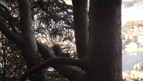 Tracking-Slowmotion-Shot-Of-A-Squirrel-Running-Down-A-Tree-Branch