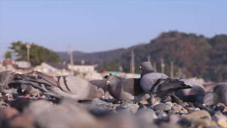 Close-up-shot-of-flock-of-pigeons-eating-at-the-ground-surface-paved-with-small-rocks,-at-the-bright-and-sunny-day