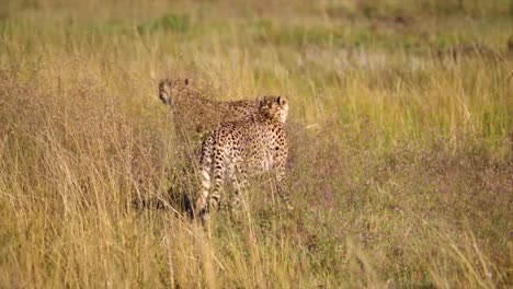 Couple-of-cheetahs-are-walking-in-the-savanna,-moving-trough-dry-yellow-vegetation