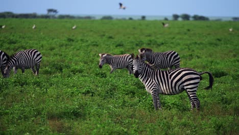 Plains-zebra-defecating-looking-at-the-camera-shaking-his-head-as-his-herd-passes-from-behind-on-the-grasslands-of-Serengeti-Tanzania