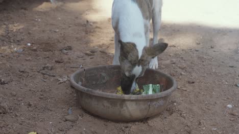 A-dog-eating-corn-of-an-old-bowl-in-the-streets-of-Goa,-India