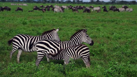 Zebrakalb,-Das-Seine-Mutter-Auf-Den-Grünen-Serengeti-ebenen-Von-Tansania-Säugt