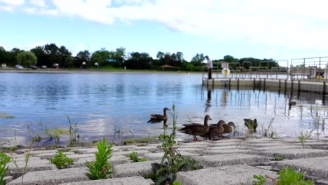 Group-of-ducks-near-water-edge-outside-in-the-distance