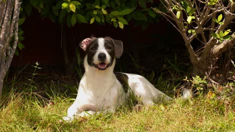 Happy-playful-dog-in-the-grass-in-the-backyard,-observing-and-reacting-joyfully