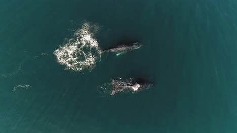 Whale-performing-a-powerful-tail-slap,-while-swimming-in-calm-sea-water---cenital,-aerial-view