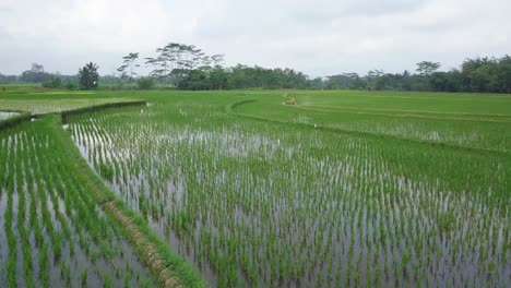 Reveal-Low-angle-drone-shot-of-flooded-rice-field-with-young-paddy-plant-with-beautiful-row-in-the-morning