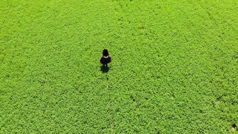 Aerial-Tracking-Shot-Of-A-Young-Woman-Enjoying-Herself-Walking-Through-A-Field-With-A-Pan-Up-At-The-End-Revealing-Other-Fields-And-Crops