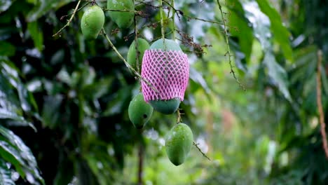 A-delicious-exotic-green-mango-with-a-pink-fruit-protection-sleeve-hanging-from-a-mature-fruiting-mango-tree-on-a-wet,-rainy,-breezy-day-in-the-tropics