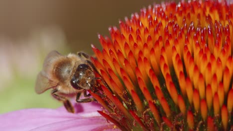Makro-Einer-Beschäftigten-Biene,-Die-Nektar-Auf-Sonnenhutkopf-Trinkt
