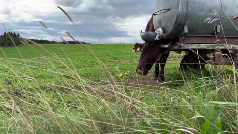 Static-wide-shot-of-a-cow-scratching-its-head-on-a-grey-tank-outside-on-a-field