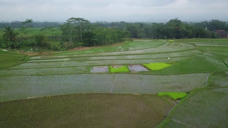 Orbit-drone-shot-of-farmer-working-on-the-flooded-rice-field-with-young-paddy-plant-with-beautiful-pattern-in-the-morning