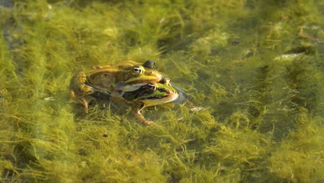 Frogs-having-sex-intercourse-in-shallow-water,-reproduction-concept