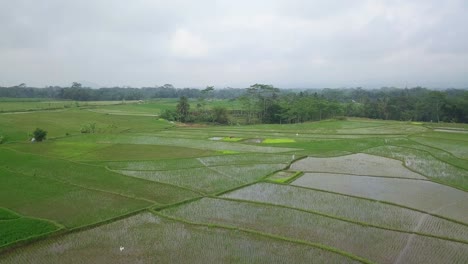 Forward-drone-shot-of-large-flooded-rice-field-with-young-paddy-plant-with-beautiful-pattern-in-in-cloudy-sky