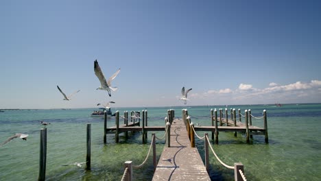 Seagulls-flying-off-of-a-dock-in-Destin,-Florida