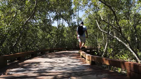 Mann-Zu-Fuß-Entlang-Einer-Holzpromenade,-Die-Sich-Durch-Ein-Von-Mangroven-Umgebenes-Feuchtgebiet-Schlängelt