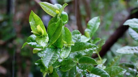 Grüne-Pflanze-Mit-Nassen-Blättern,-Die-Während-Eines-Regengusses-In-Den-Tropen-Auf-Einer-Tropischen-Insel-Mit-Wasser-Und-Regentropfen-Bespritzt-Wird