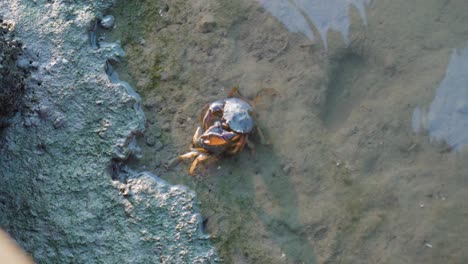 Couple-of-crabs-are-fighting-in-shallow-water,-nature-survival-concept