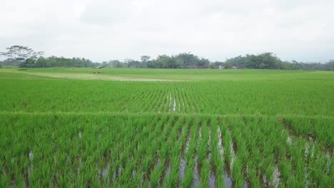 Vorwärts-Low-Winkel-Drohnenaufnahme-Eines-überfluteten-Reisfeldes-Mit-Junger-Reispflanze-Am-Morgen