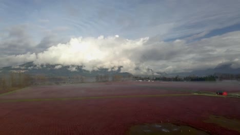 Campo-De-Rojo-En-Un-Día-De-Niebla-En