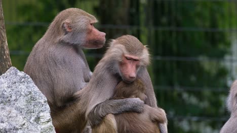 Pavian-Affenfamilie,-In-Einer-Gruppe-Sitzend,-Unscharfer-Zaun-Im-Hintergrund-Sichtbar