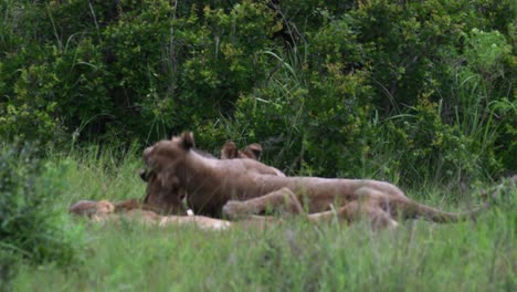 African-Lioness-Playfully-rolling-on-to-her-cubs-to-engage-with-them-in-the-grass-between-the-bushes