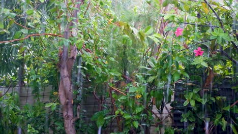 Beautiful-flourishing-green-garden-with-plants,-trees-and-pink-flowers-getting-much-needed-watering-during-a-rainy-downpour-in-the-tropics-on-tropical-island