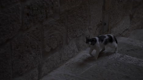 Eine-Streunende-Katze,-Die-In-Der-Abenddämmerung-Auf-Den-Stufen-Einer-Straße-In-Der-Altstadt-Spazieren-Geht