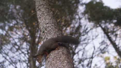 Zeitlupenaufnahme-Eines-Eichhörnchens,-Das-Einen-Baum-Hochrennt-Und-Dann-Zu-Einem-Anderen-Baum-Springt