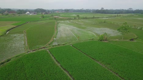 Orbit-drone-shot-of-flooded-rice-field-with-young-paddy-plant-with-beautiful-pattern-in-in-cloudy-sky-1
