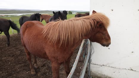 Brown-Icelandic-horse-shaking-its-head