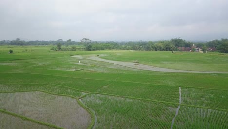 überschwemmtes-Reisfeld-Mit-Junger-Reispflanze