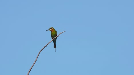 Looking-around-for-a-perfect-Bee-to-eat,-lovely-blue-sky,-Blue-tailed-Bee-eater-Merops-philippinus,-Thailand