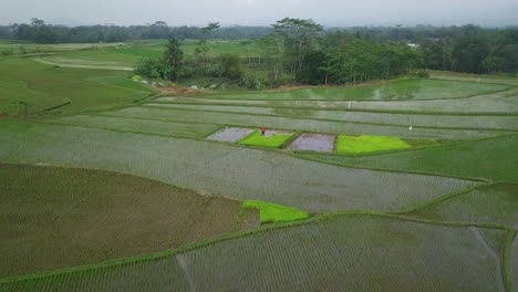 Überschwemmtes-Reisfeld-Mit-Junger-Reispflanze,-An-Der-Ein-Bauer-Arbeitet