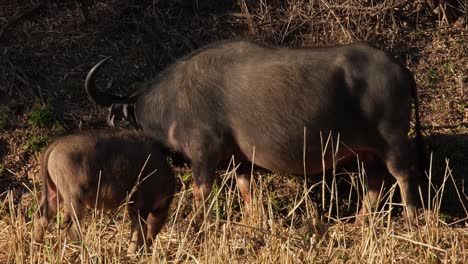 A-calf-next-to-the-mother-Buffalo-seen-as-they-graze-during-a-hot-afternoon,-Carabaos-Grazing,-Water-Buffalo,-Bubalus-bubalis,-Thailand