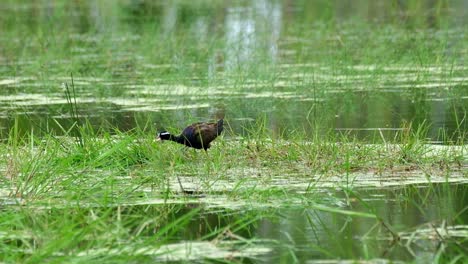 Seen-in-between-green-grass-in-the-middle-of-a-swamp-looking-for-food-going-to-the-left,-Bronze-winged-Jacana,-Metopidius-indicus,-Pak-Pli,-Nakorn-Nayok,-Thailand