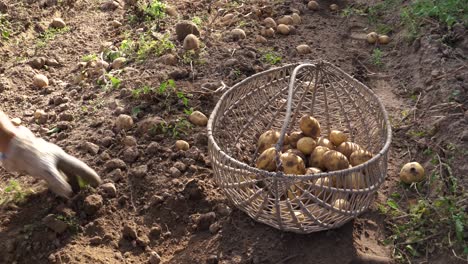 Potato-harvesting-season-in-Eastern-Europe,-close-up-of-person-with-metal-basket